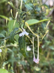 Rhinacanthus gracilis