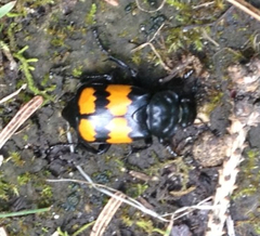 Nicrophorus defodiens