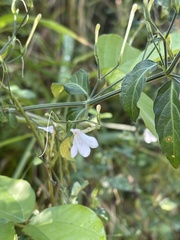 Rhinacanthus gracilis