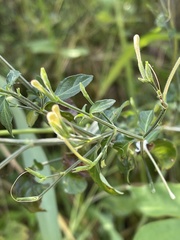 Rhinacanthus gracilis