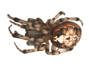 Pacific Sector Orbweaver