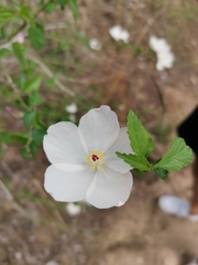 Hibiscus phoeniceus