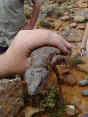 Pseudocordylus microlepidotus