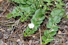 Evolvulus prostratus