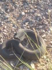 Heterodon platirhinos