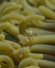 Ancylomenes speciosus