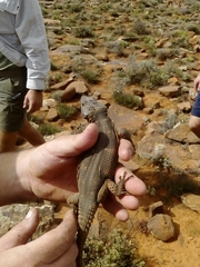 Pseudocordylus microlepidotus