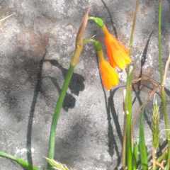 Stenomesson aurantiacum