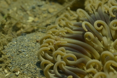 Ancylomenes speciosus