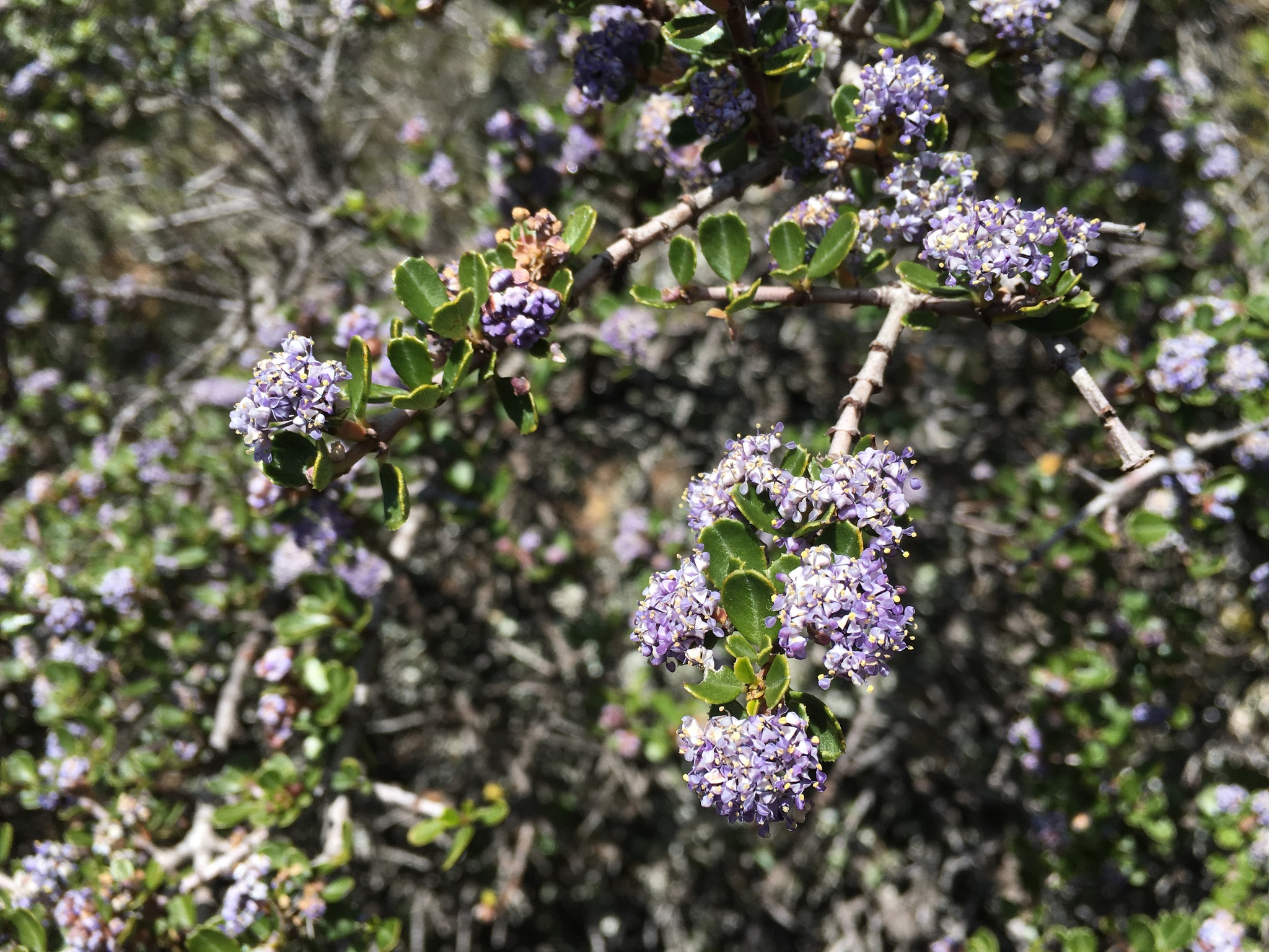 Ceanothus masonii