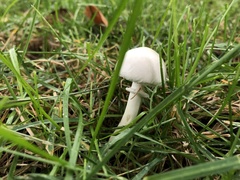 Agaricaceae