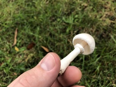 Agaricaceae
