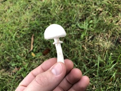 Agaricaceae