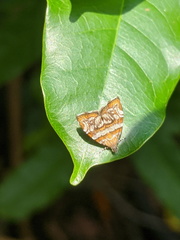Choreutis periploca