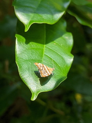 Choreutis periploca