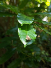 Choreutis periploca