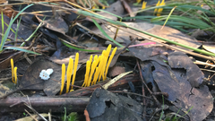 Clavulinopsis amoena