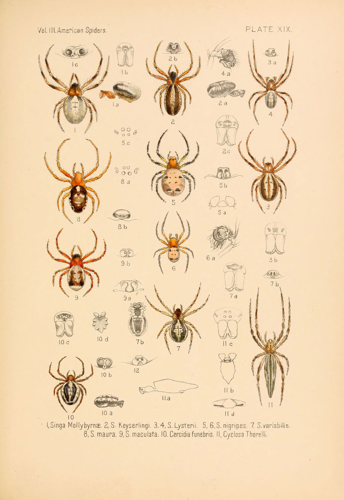 Singa keyserlingi