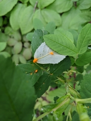 Campaea perlata
