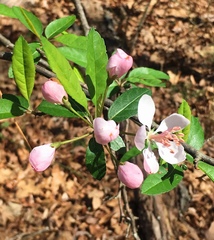 Malus angustifolia