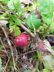 Potentilla hebiichigo