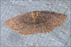 Casbia melanops