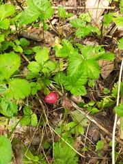 Potentilla hebiichigo