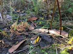 Clavulinopsis amoena