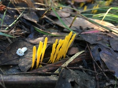 Clavulinopsis amoena