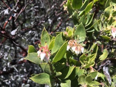 Arctostaphylos virgata