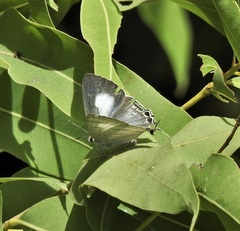 Hypolycaena phorbas