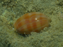 Lyncina