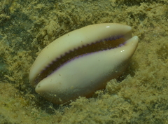 Lyncina