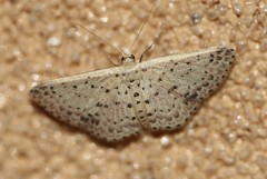 Idaea punctatissima