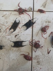 Psammobatis scobina