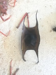 Psammobatis scobina
