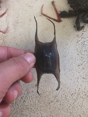 Psammobatis scobina