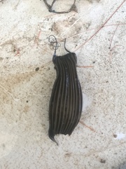 Bythaelurus canescens