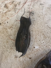 Bythaelurus canescens