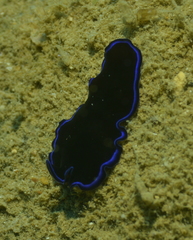 Pseudoceros caeruleocinctus