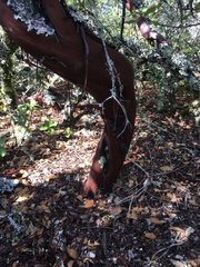 Arctostaphylos virgata