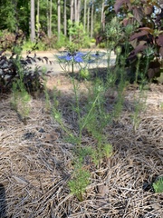Nigella damascena
