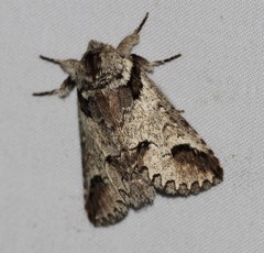 Antithemerastis acrobela