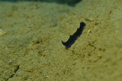 Pseudoceros caeruleocinctus