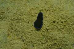 Pseudoceros caeruleocinctus