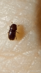 Coccotrypes dactyliperda