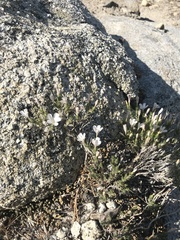 Linanthus pungens