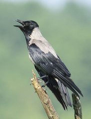 Corvus cornix