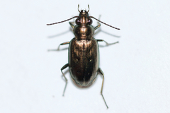 Bembidion cheyennense