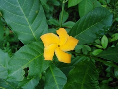 Tabernaemontana grandiflora